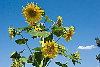 《战争机器：事变日》是完全线性游戏 与《战争机器5》不同